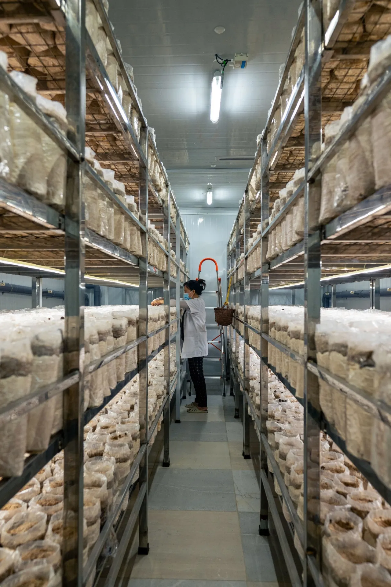 Giới thiệu Oanh nấm lùn