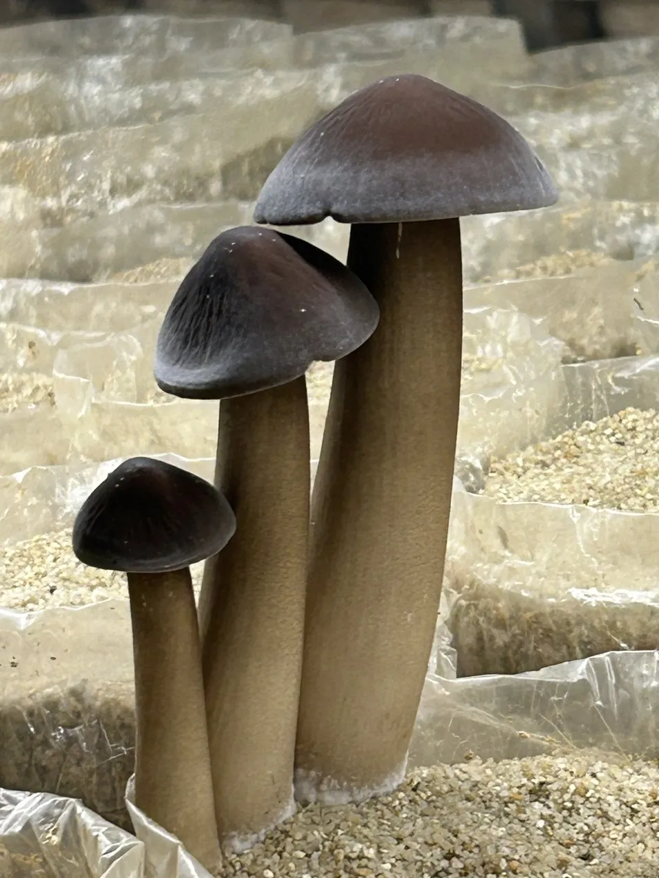 Giới Thiệu Về Nấm Mối Đen